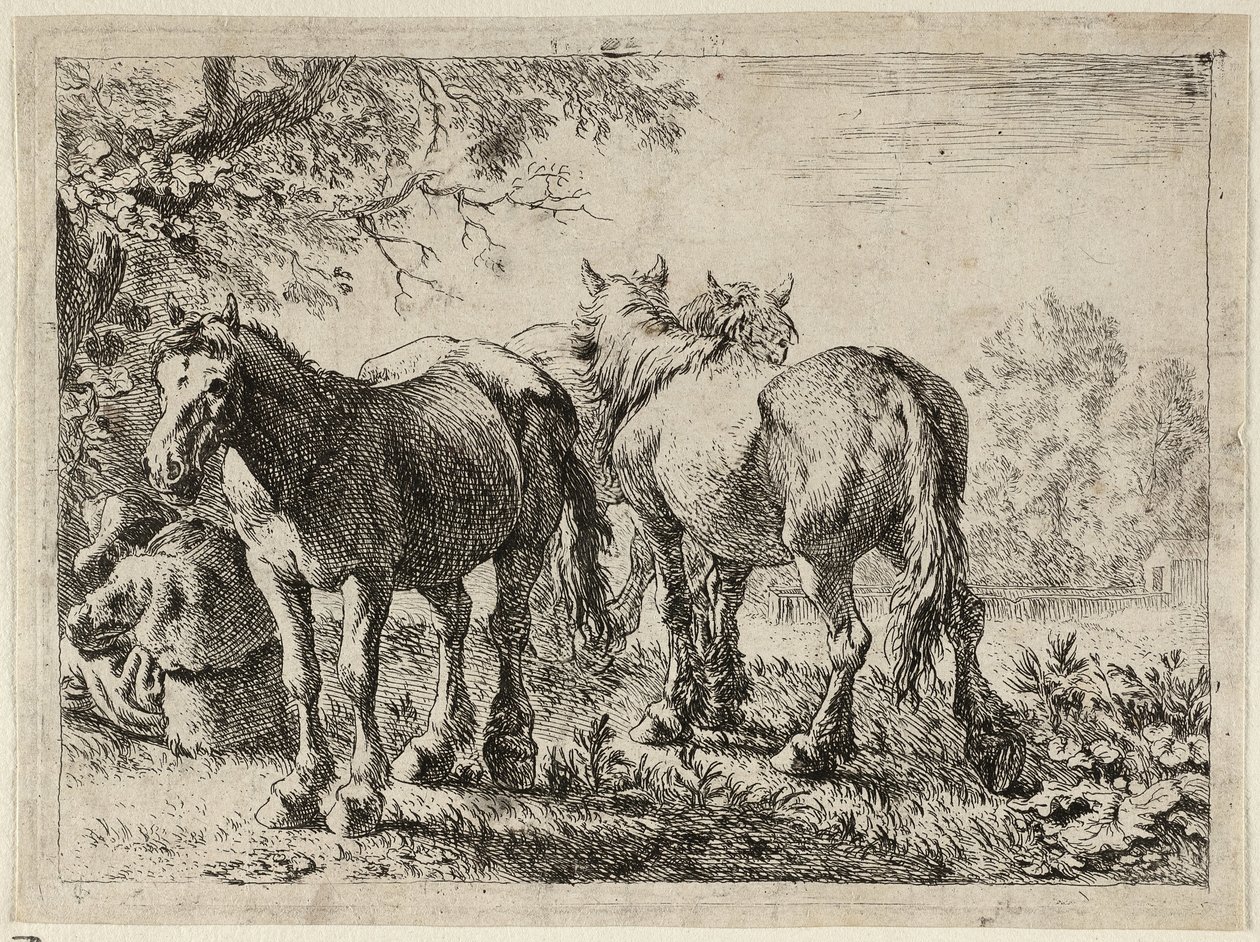Drei Pferde auf einer Weide von Pieter van Laer