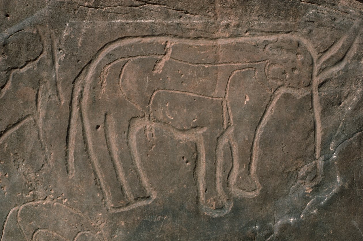 Mammut (Felsgravur) von Prehistoric