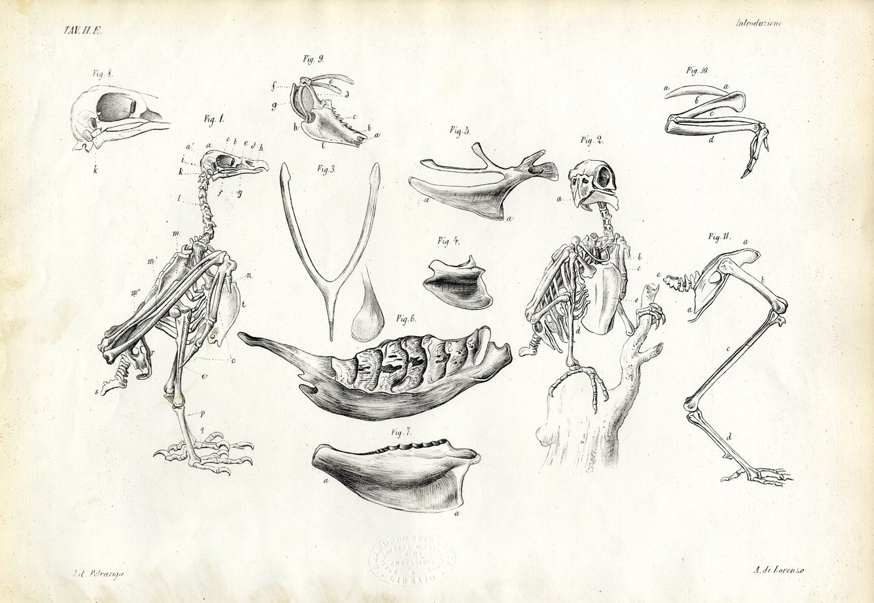 Anatomie, 1863-79 von Raimundo Petraroja