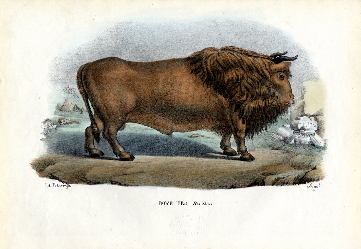 Auerochse, 1863-79 von Raimundo Petraroja