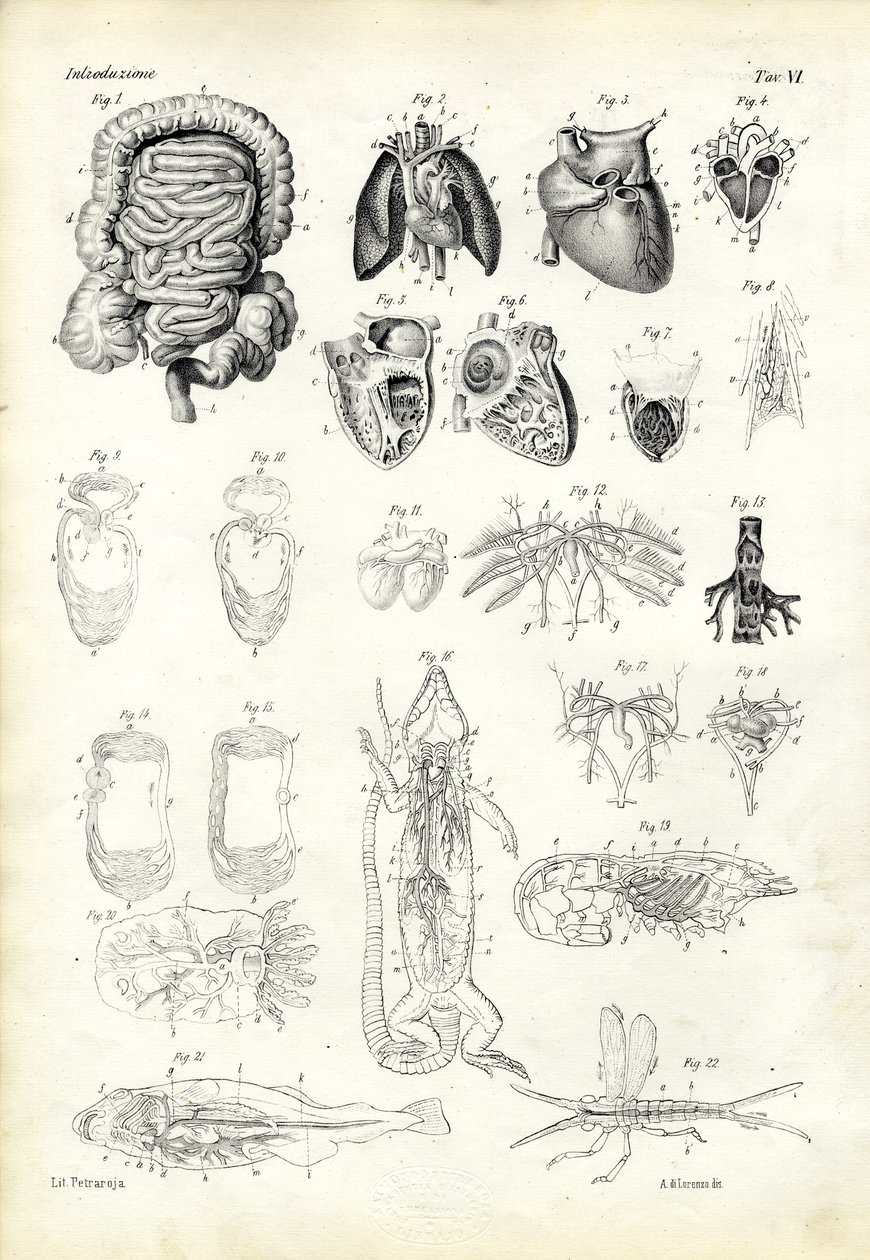 Blutsystem, 1863-79 von Raimundo Petraroja