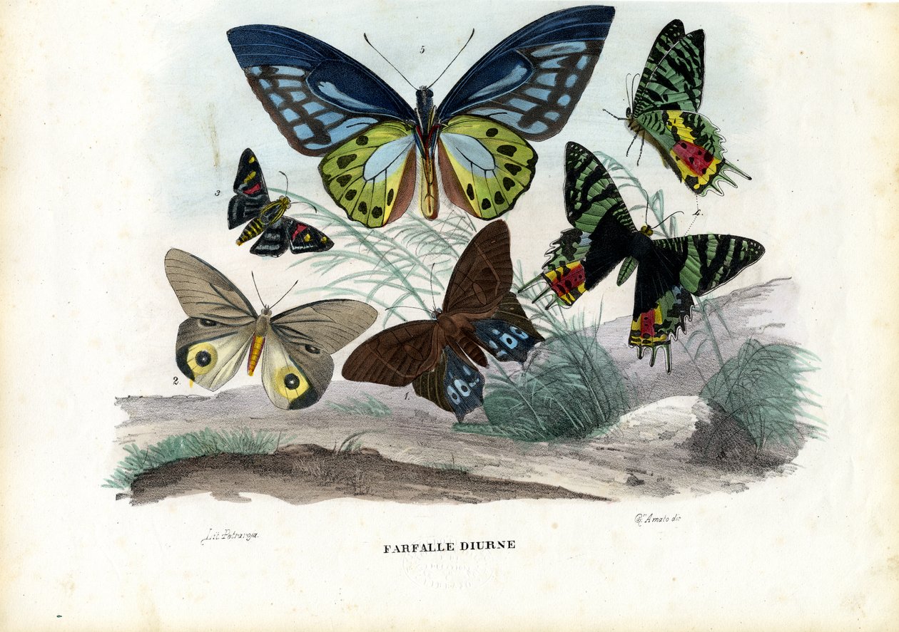 Schmetterlinge, 1863-79 von Raimundo Petraroja