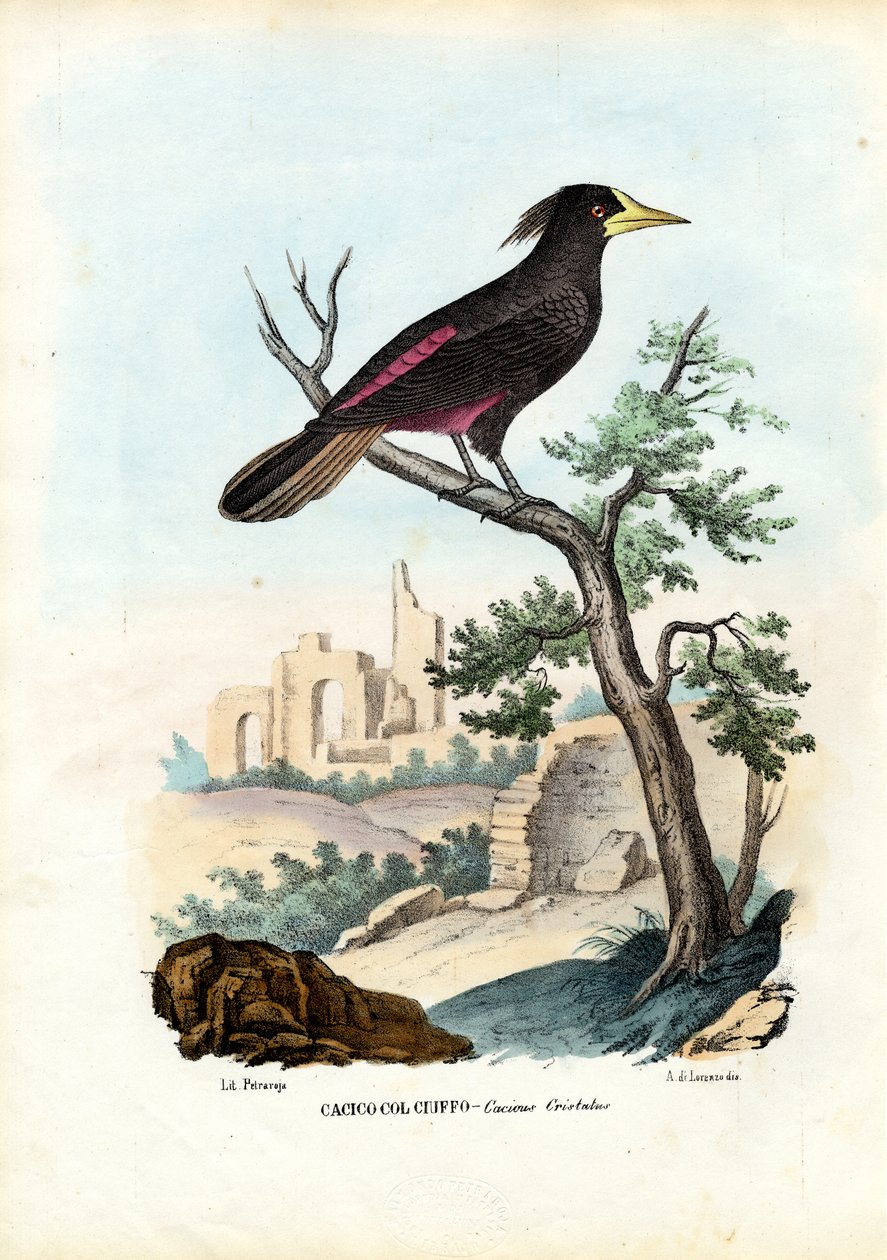 Cacique, 1863-79 von Raimundo Petraroja