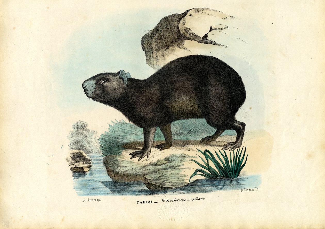 Capibara, 1863-79 von Raimundo Petraroja