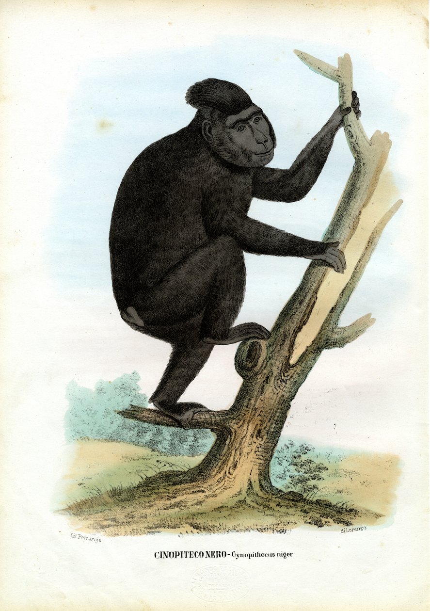 Celebes-Affe, 1863-79 von Raimundo Petraroja