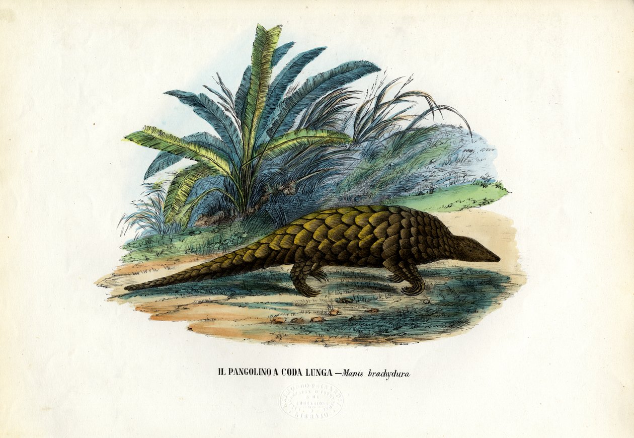 Chinesisch, 1863-79 von Raimundo Petraroja