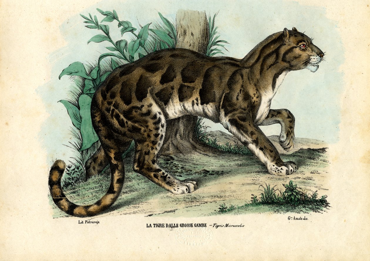 Nebelparder, 1863-79 von Raimundo Petraroja