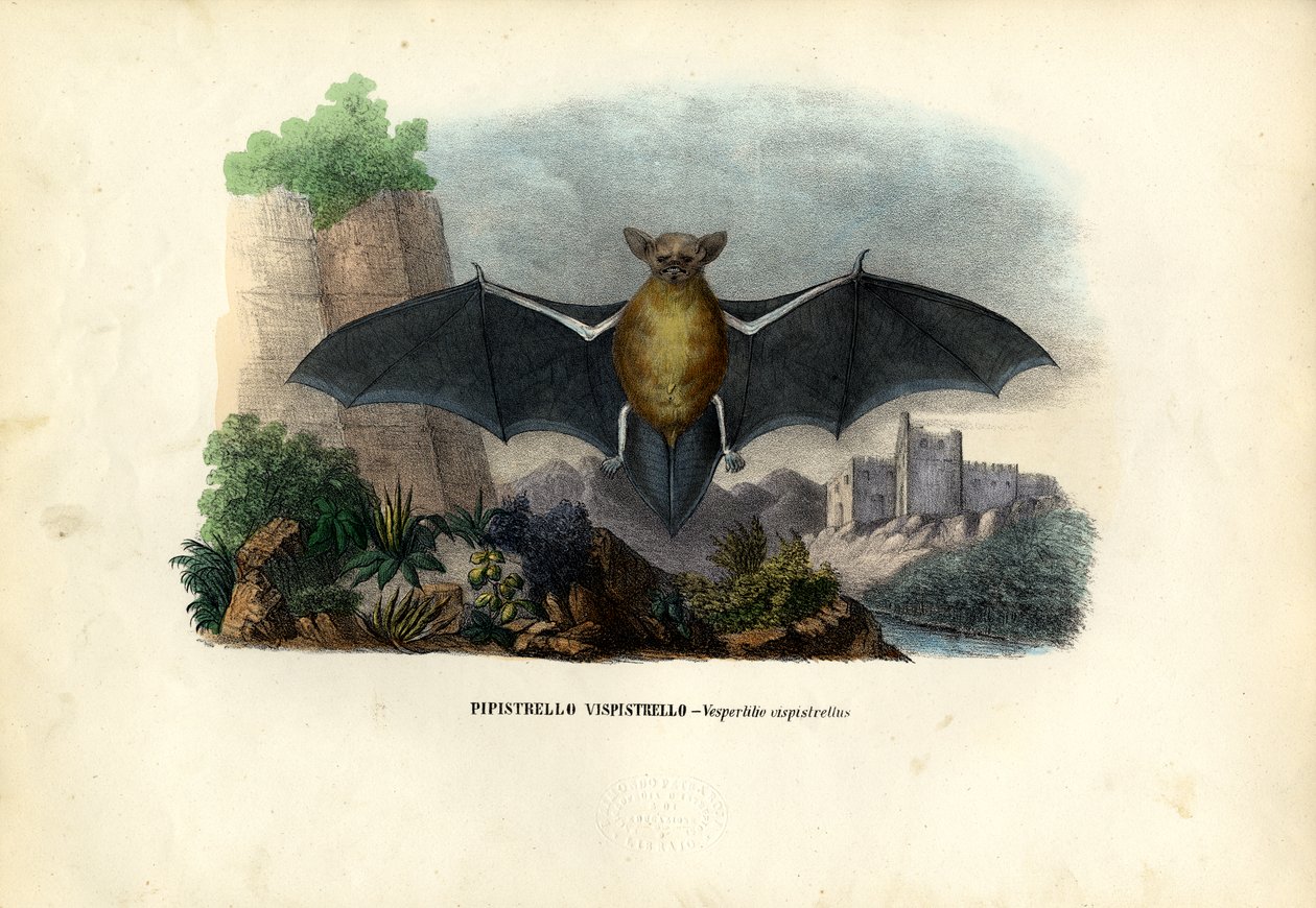 Zwergfledermaus, 1863-79 von Raimundo Petraroja