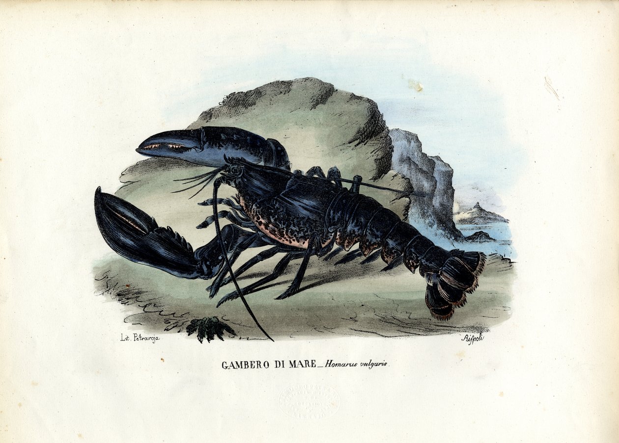Krustentiere, 1863-79 von Raimundo Petraroja