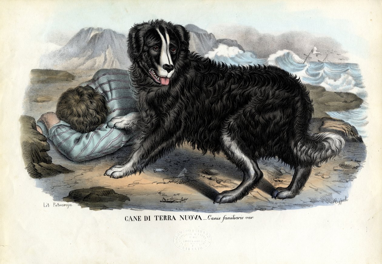 Hunde, 1863-79 von Raimundo Petraroja