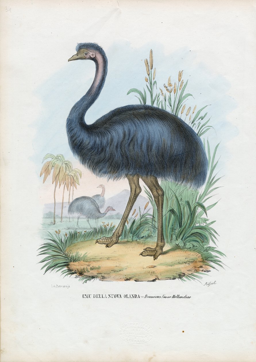 Emu, 1863-79 von Raimundo Petraroja