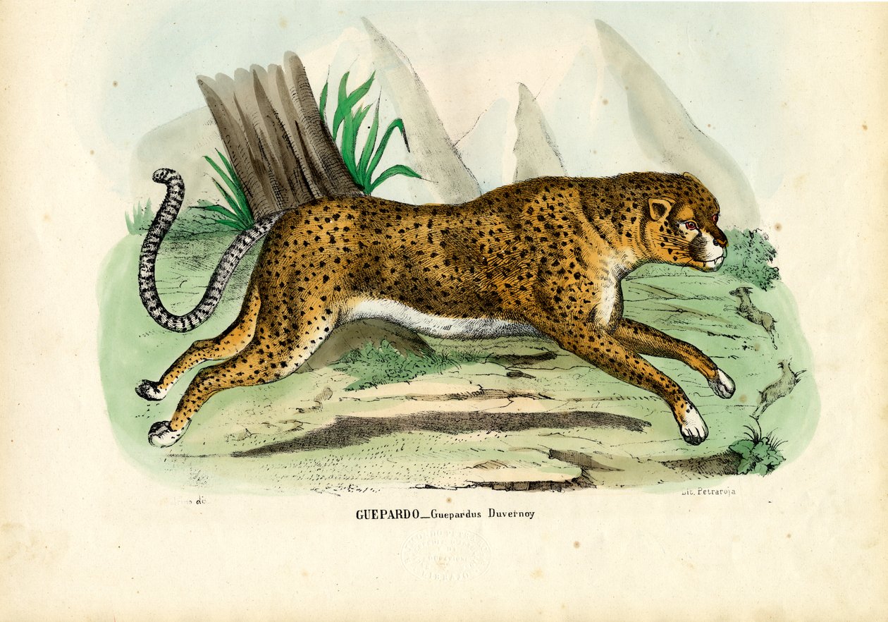 Gepard, 1863-79 von Raimundo Petraroja