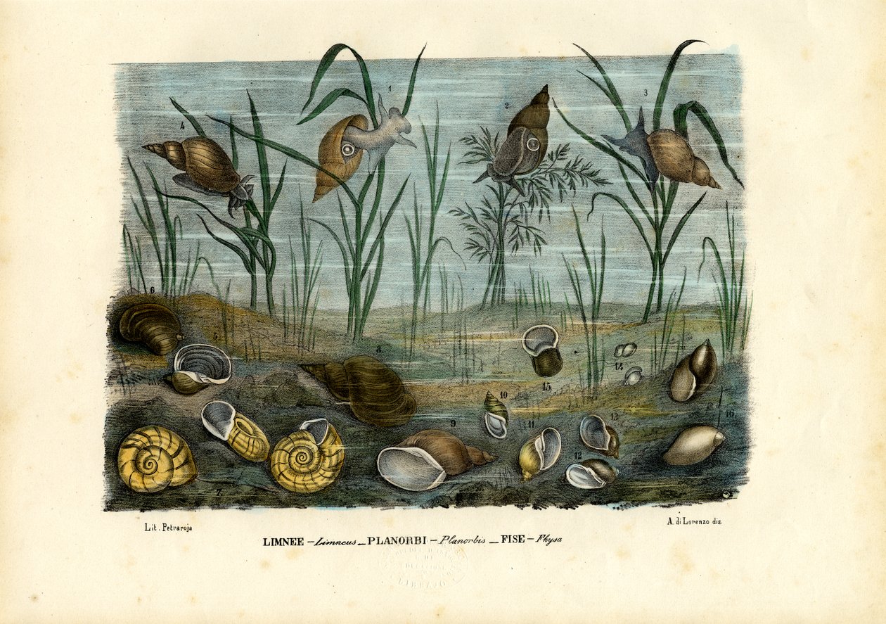 Muscheln, 1863-79 von Raimundo Petraroja