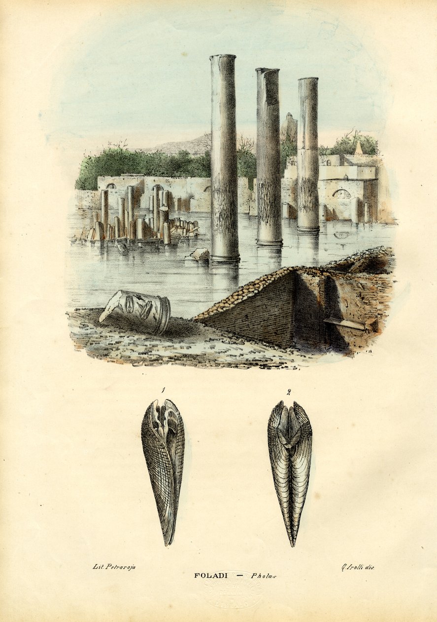 Muscheln, 1863-79 von Raimundo Petraroja