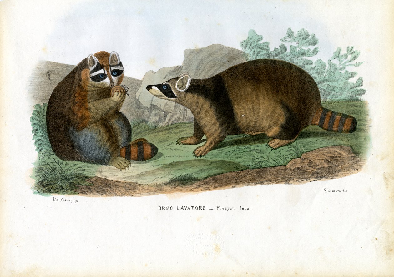 Waschbär, 1863-79 von Raimundo Petraroja