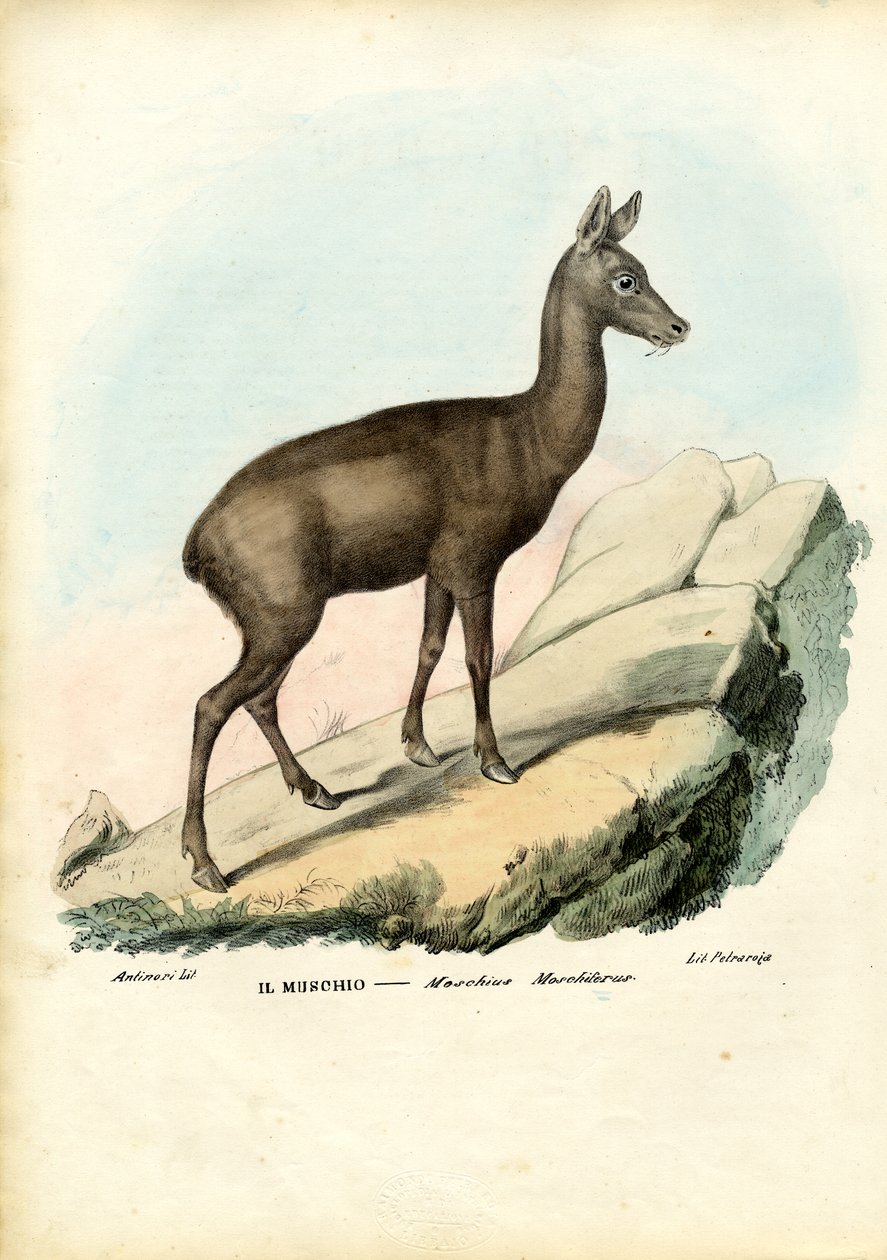 Sibirisches Moschustier, 1863-79 von Raimundo Petraroja