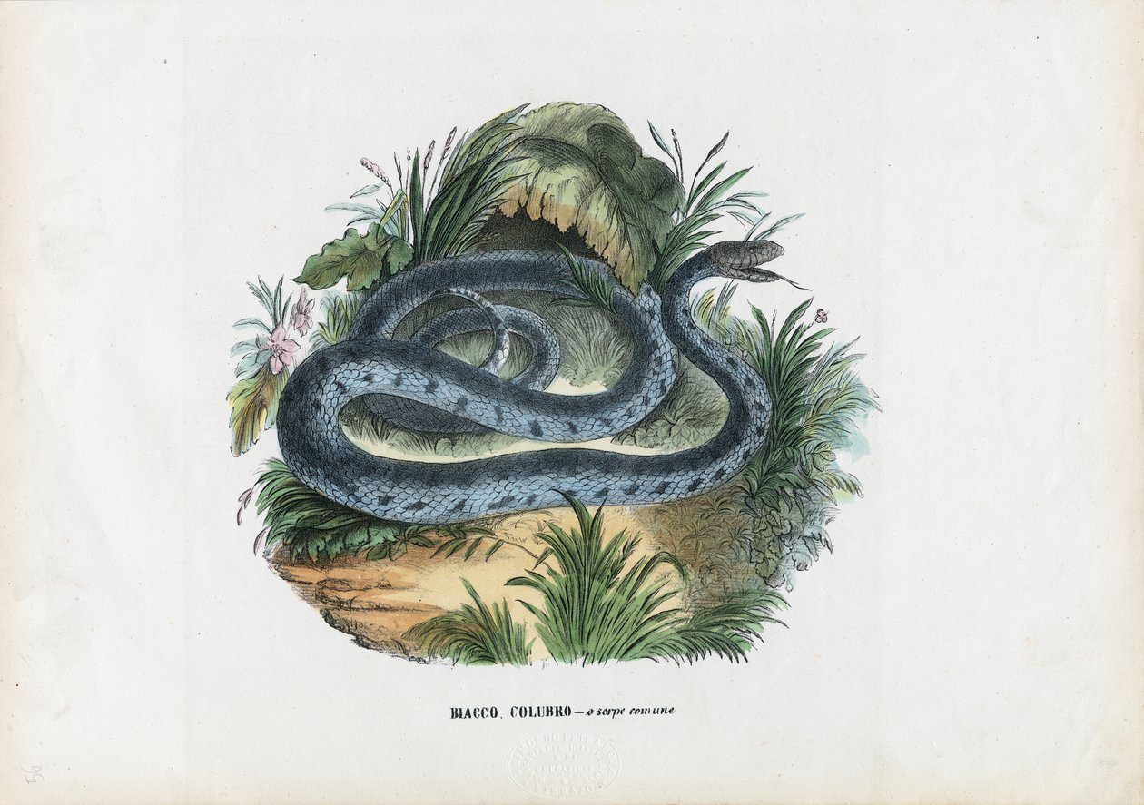 Schlangen, 1863-79 von Raimundo Petraroja