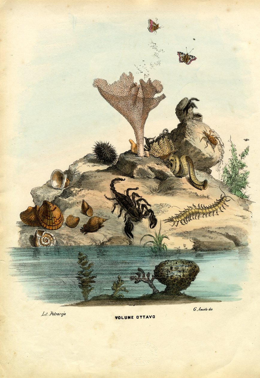 Titelseite, 1863-79 von Raimundo Petraroja