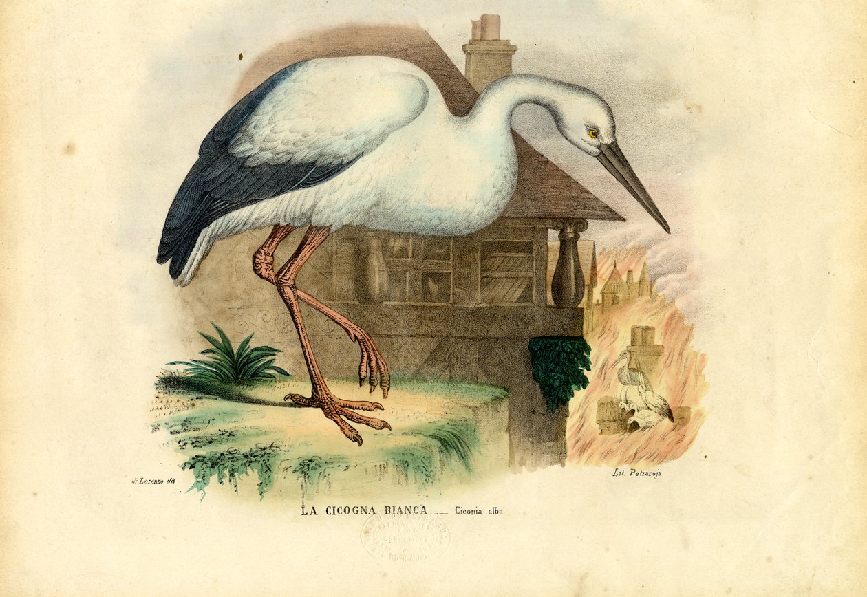 Weißstorch, 1863-79 von Raimundo Petraroja