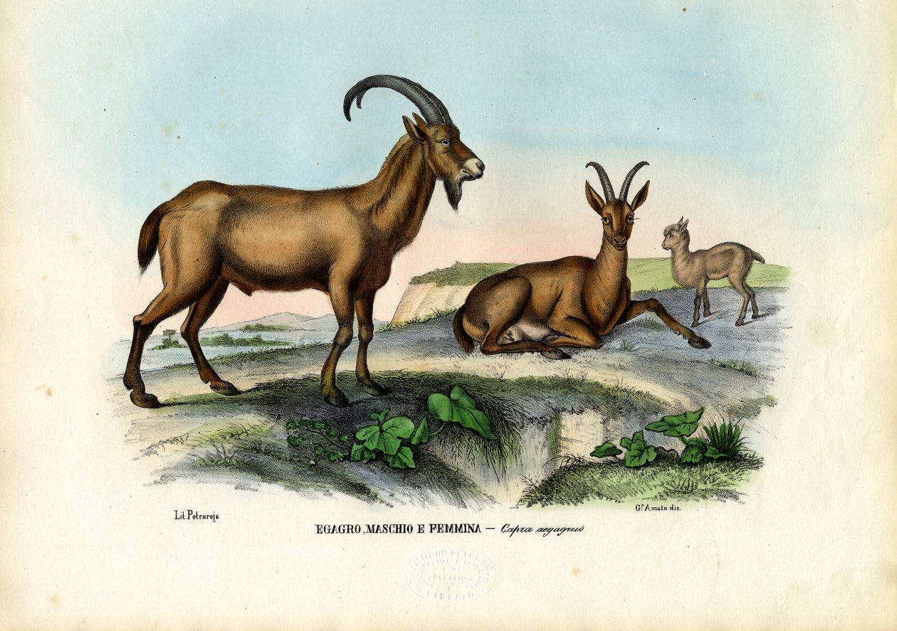 Wilde Ziege, 1863-79 von Raimundo Petraroja