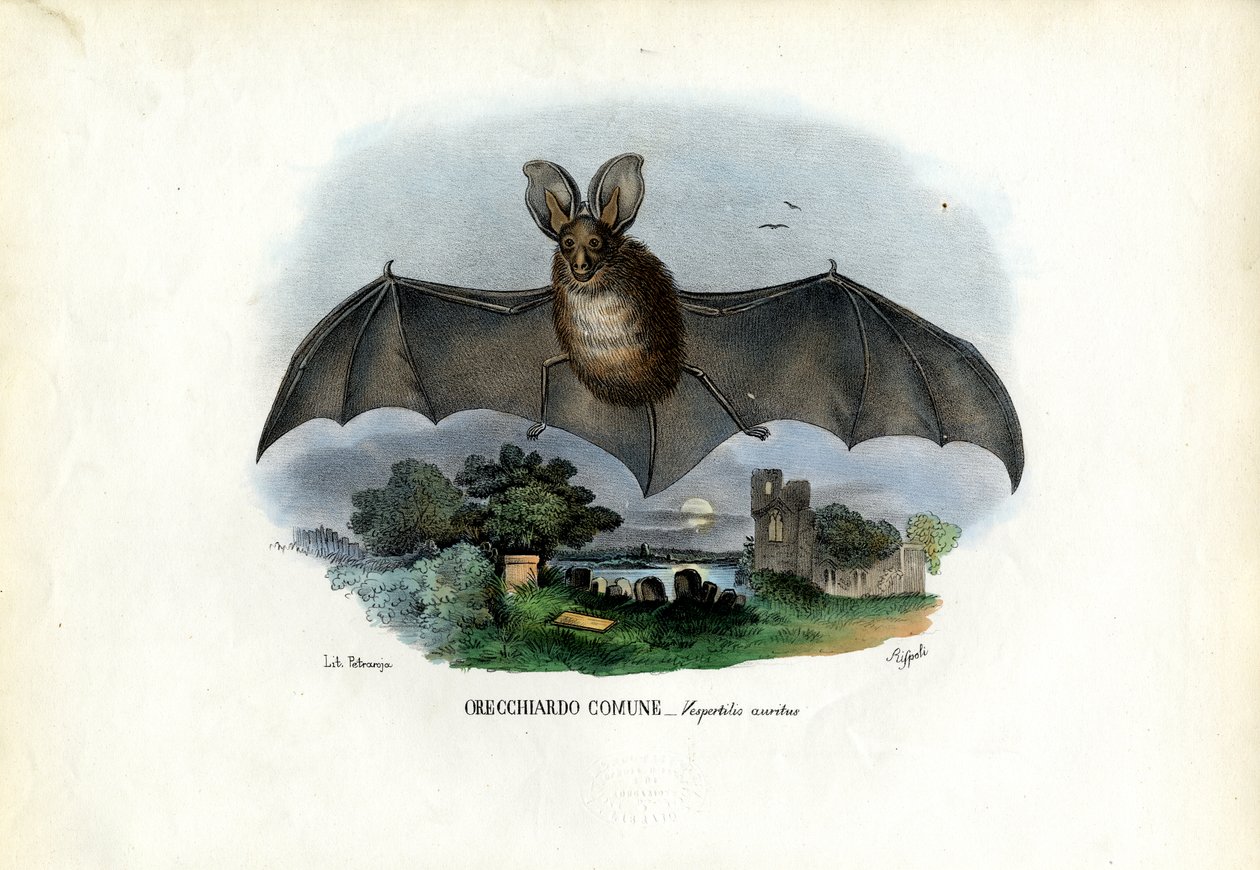 Graues Langohr, 1863-79 von Raimundo Petraroja