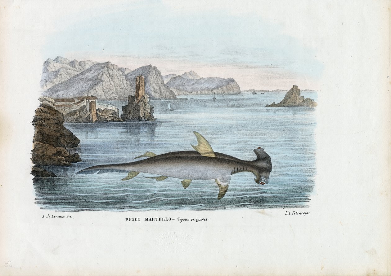 Hammerhai, 1863-79 von Raimundo Petraroja