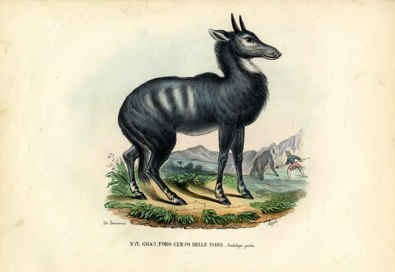 Nilgai von Raimundo Petraroja