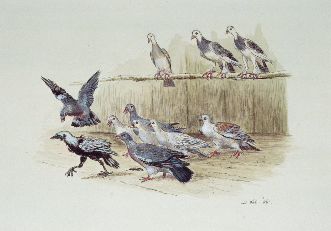 Die Dohle und die Tauben von Randolph Caldecott
