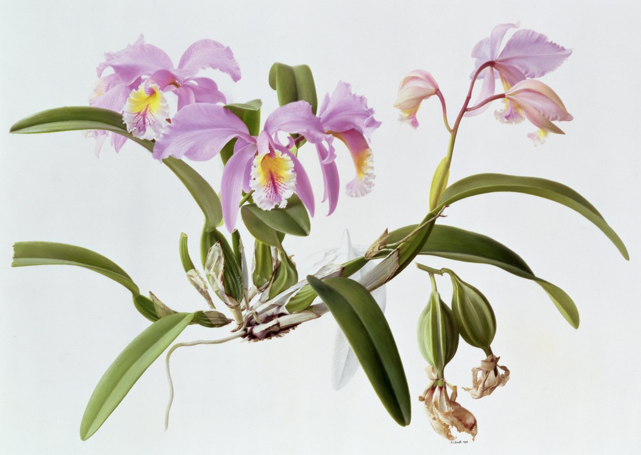 Cattleya Mossiae von Raymond Booth