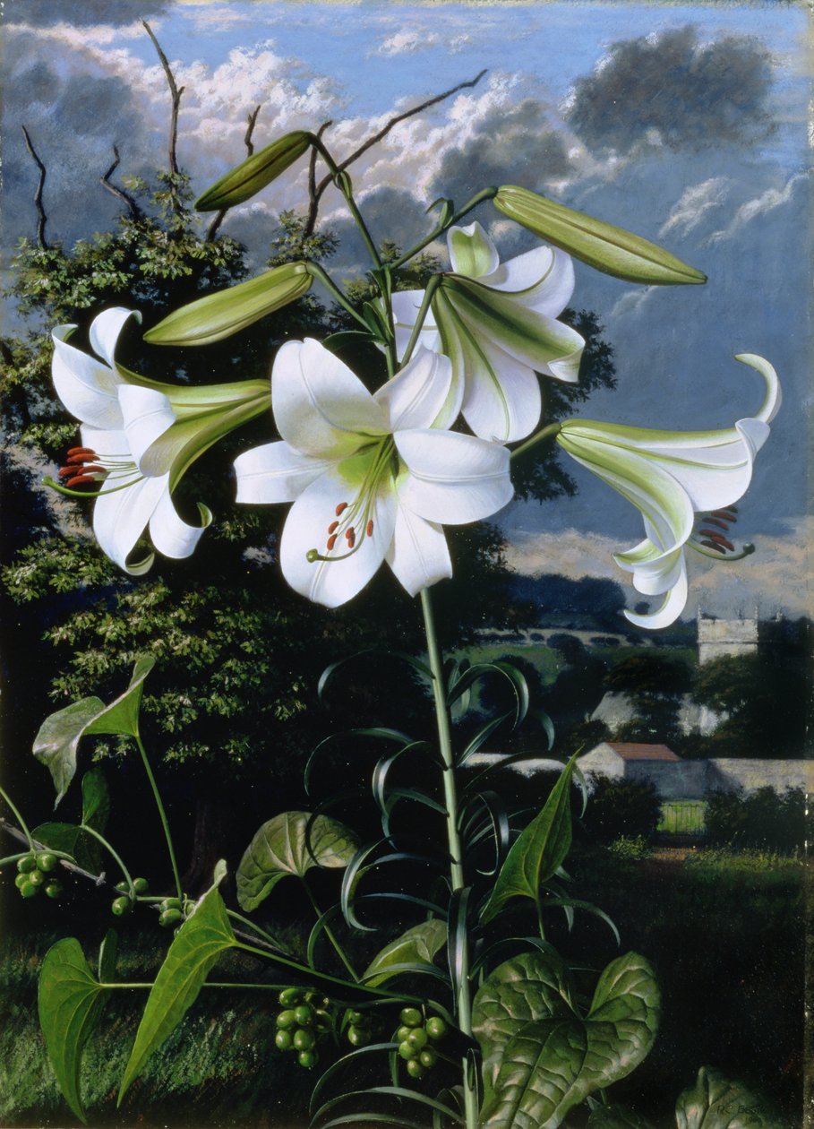 Lilium Emerald von Raymond Booth