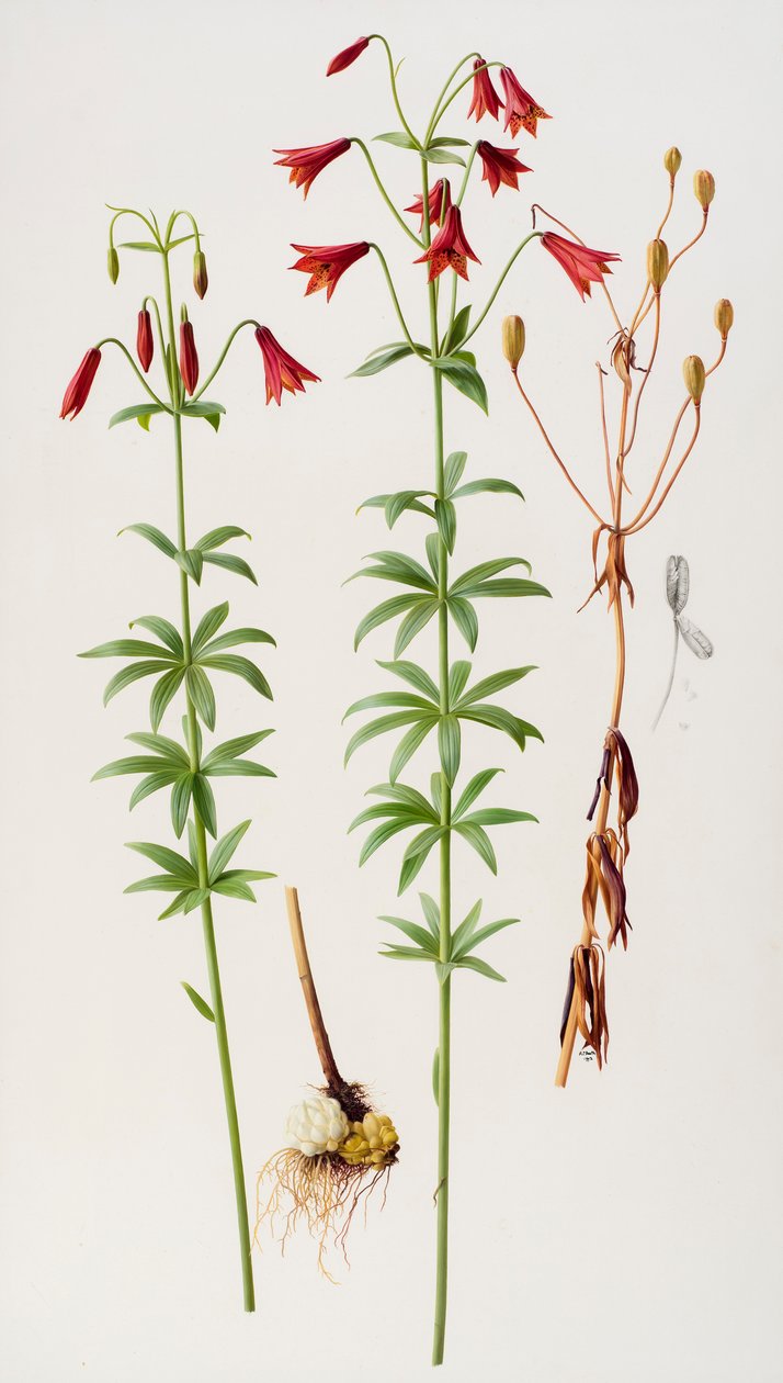 Lilium grayi von Raymond Booth