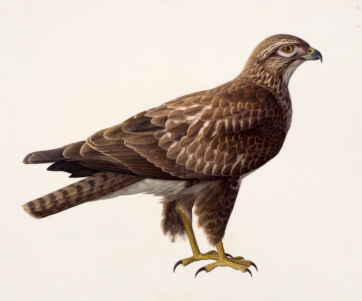 Studie eines Bussards von Raymond Booth
