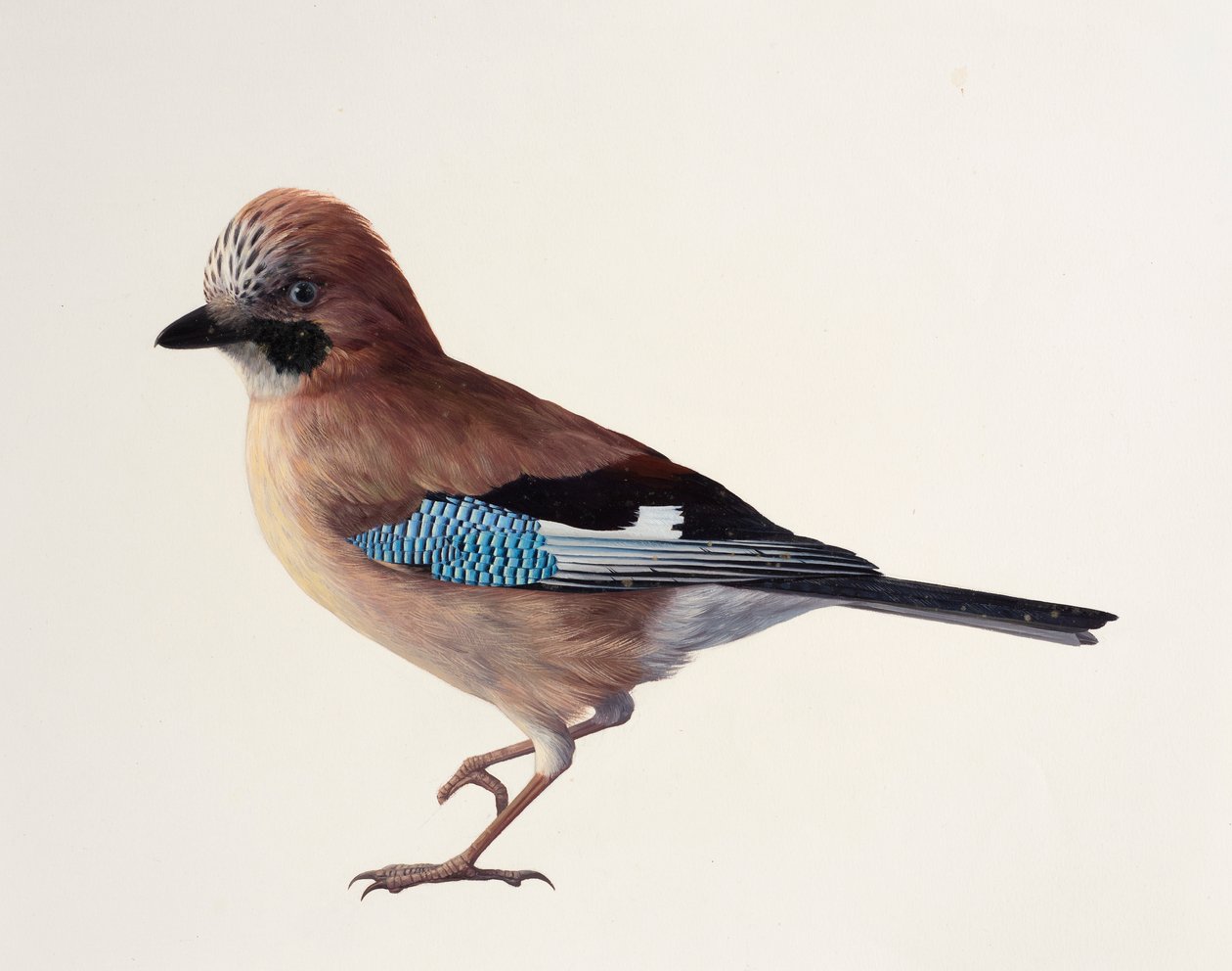 Studie eines Eichelhähers von Raymond Booth