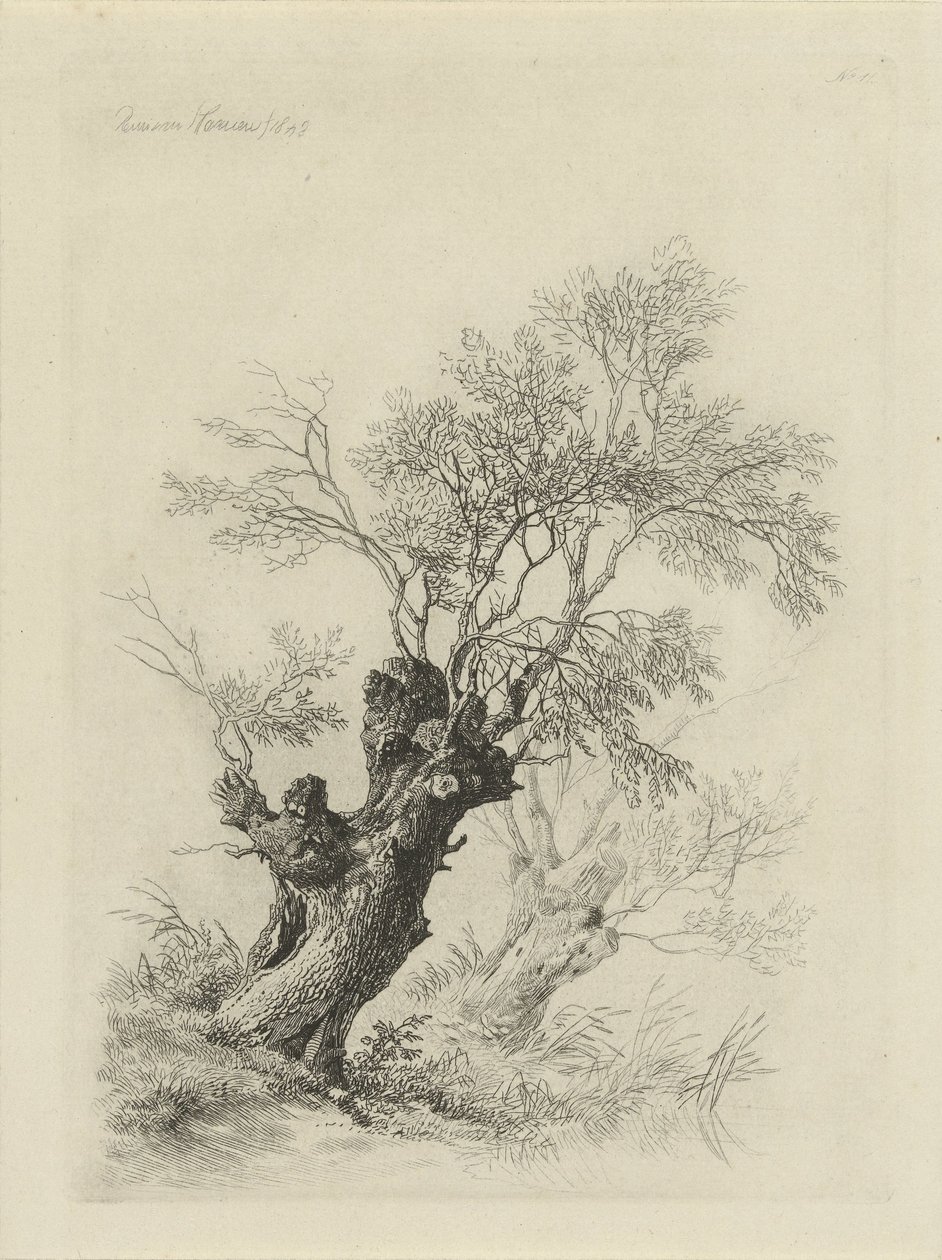Weidenbaum von Remigius Adrianus Haanen