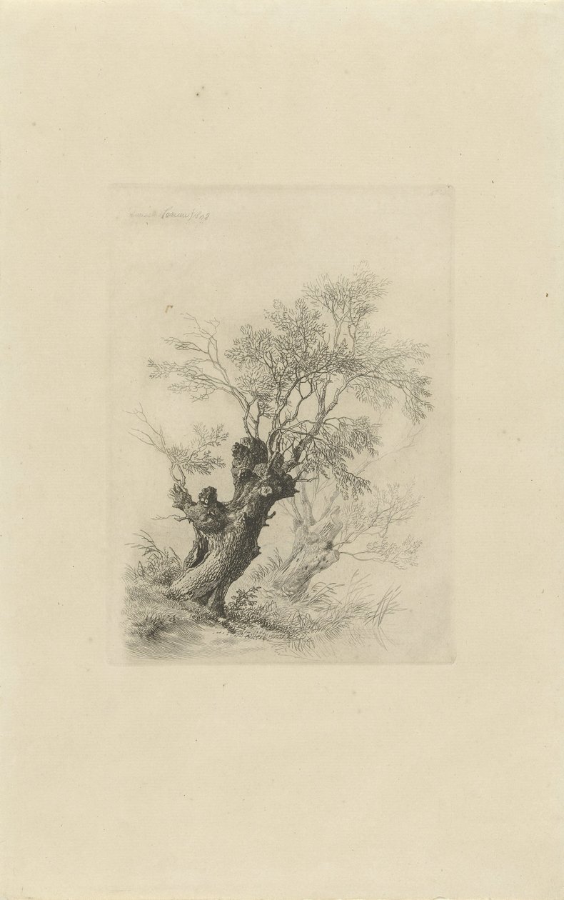 Weidenbaum von Remigius Adrianus Haanen