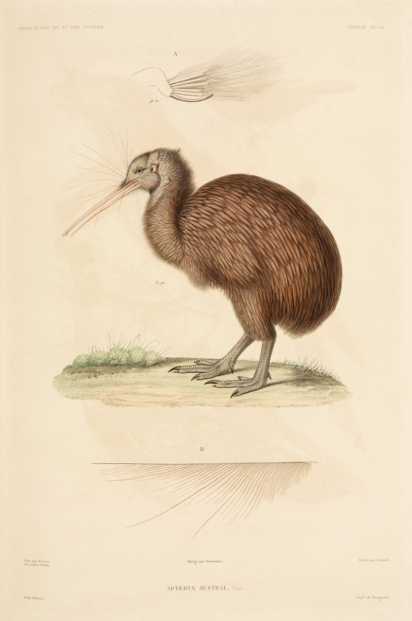 Kiwi, Neuseeland von John Pardon