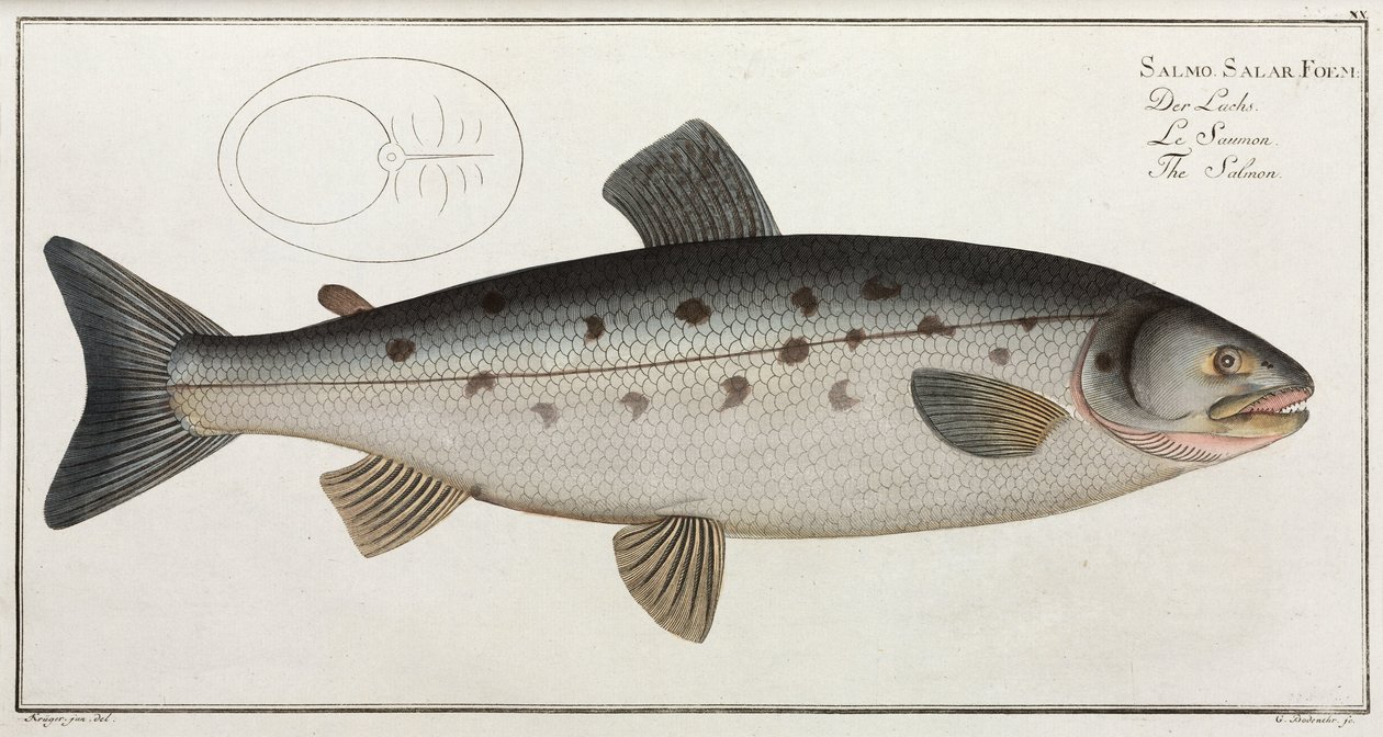 Der Lachs von John Pardon