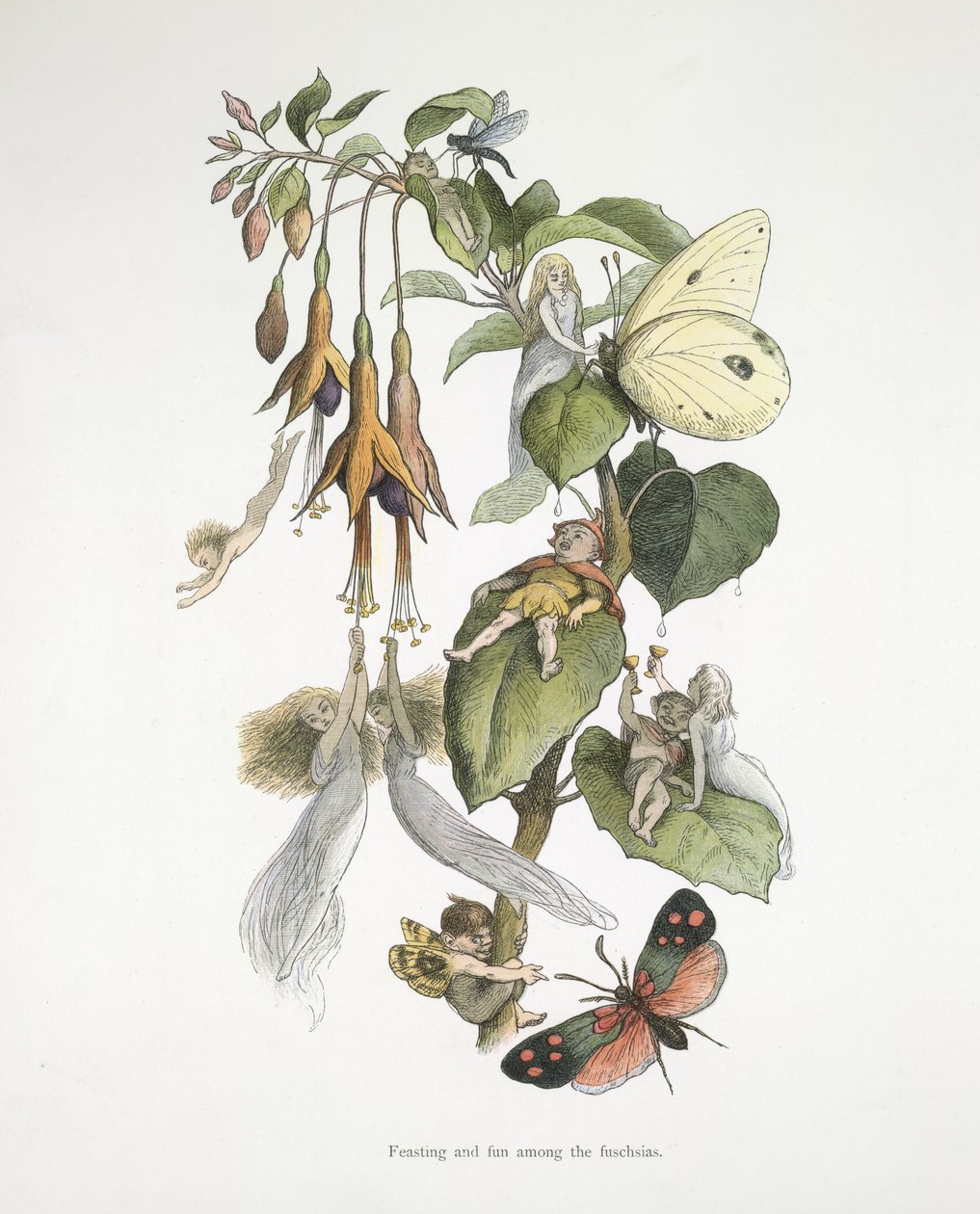 Schlemmen und Spaß unter den Fuchsien von Richard Doyle