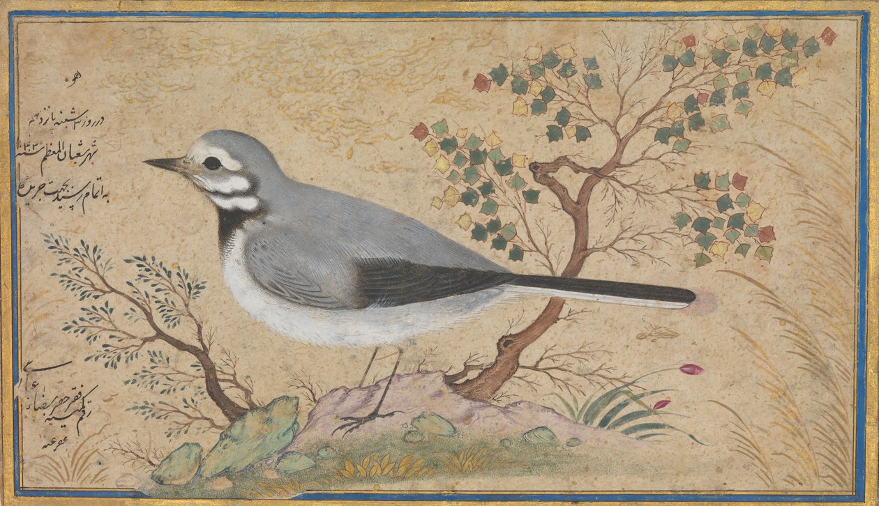 Studie eines Vogels von Riza
