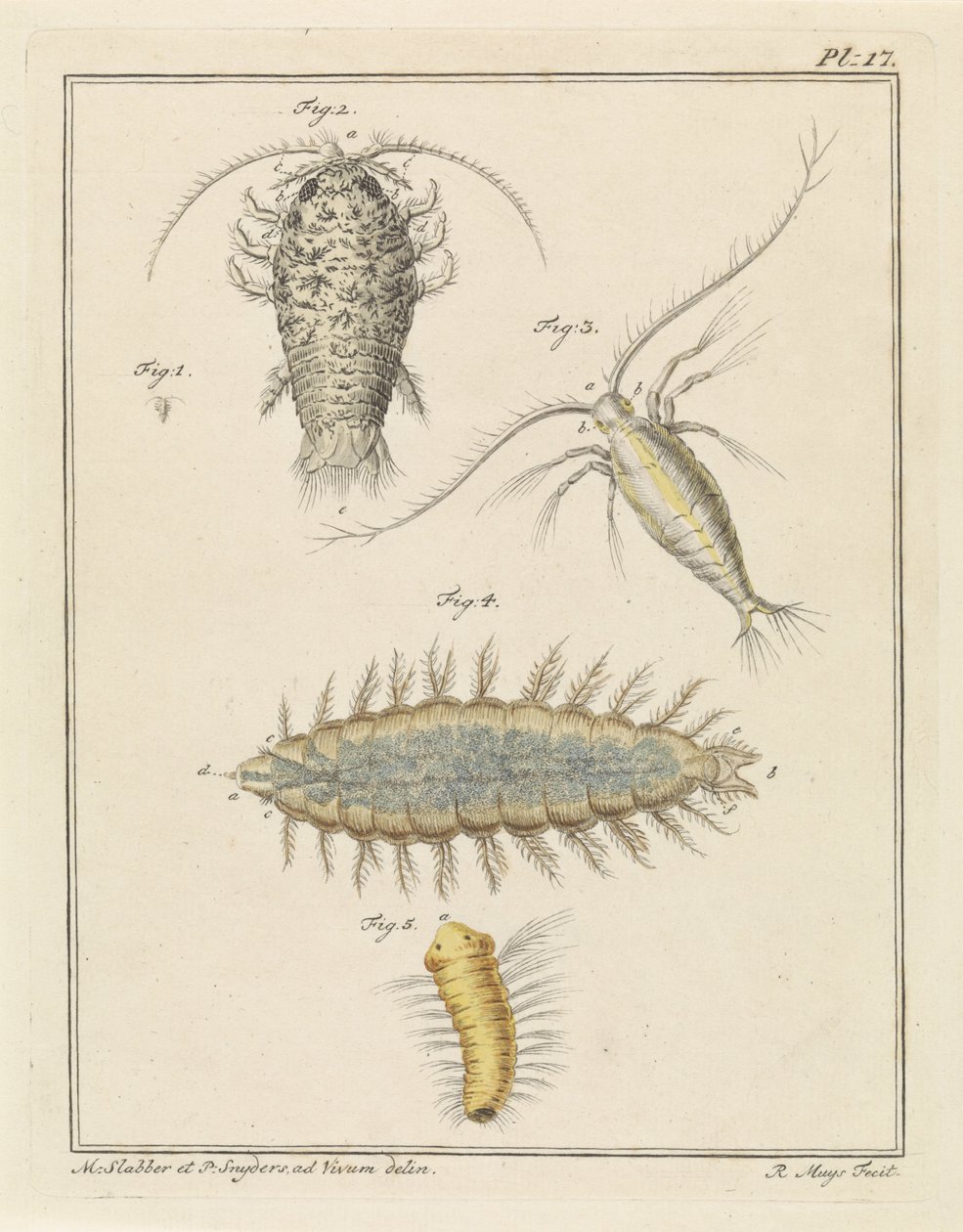 Assel, Copepode und Borstenwurm von Robbert Muys