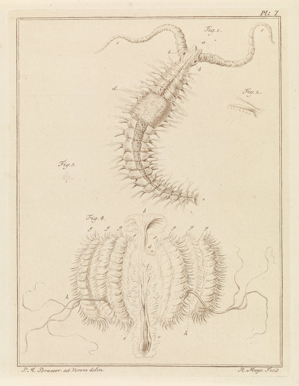 Fransenwurm und eine Rippenqualle von Robbert Muys