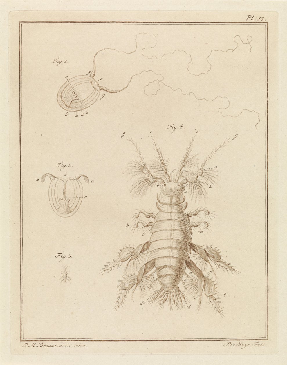 Polypqualle und ein Sandflohkrebs von Robbert Muys