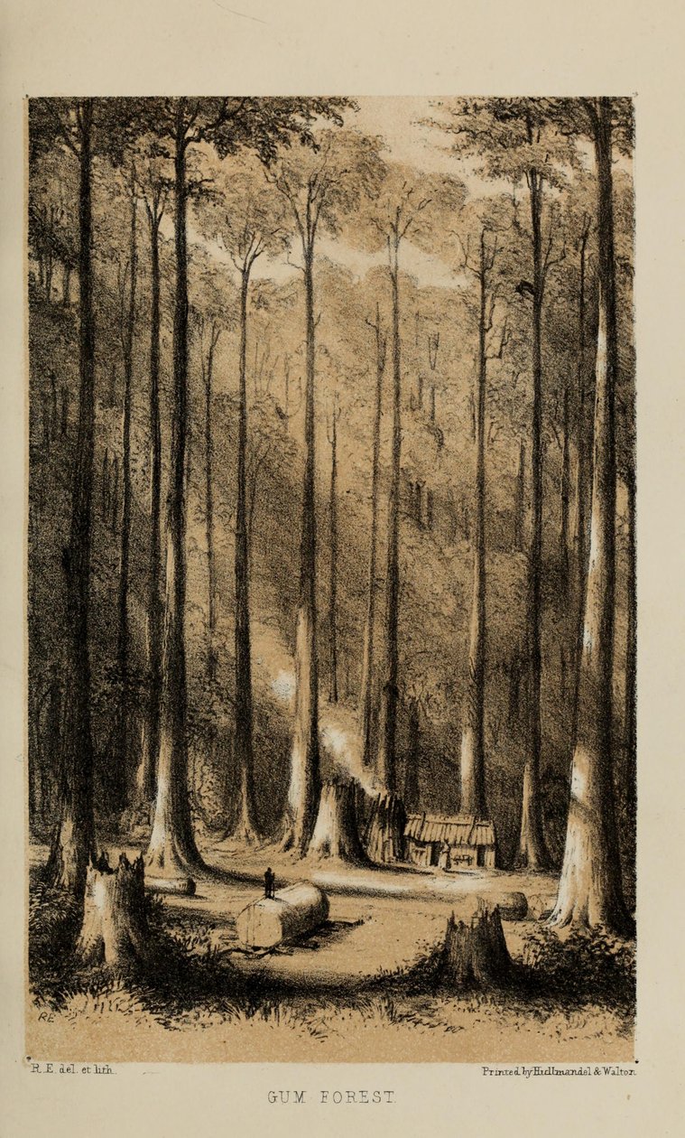 Gum Forest, Aquarell von Robert Elwes (1819–1878), ein wohlhabender junger britischer Gentleman aus Norfolk von Robert Elwes