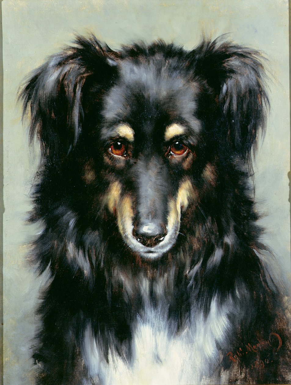 Ein schwarz-brauner Collie, 1890 von Robert Morley