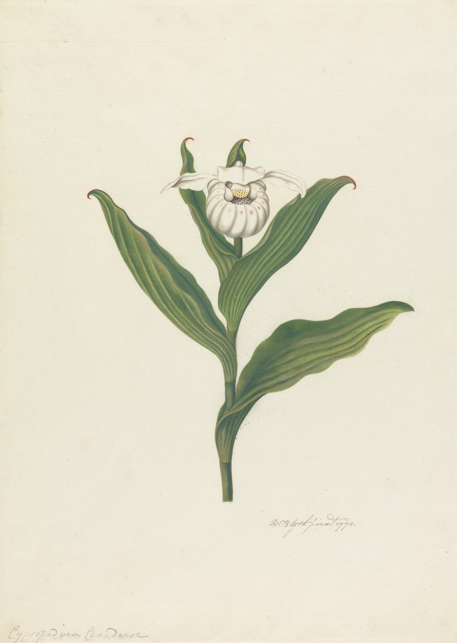 Frauenschuh (Cypripedium Canadense, Calceolus Maria) von Robert Blyth
