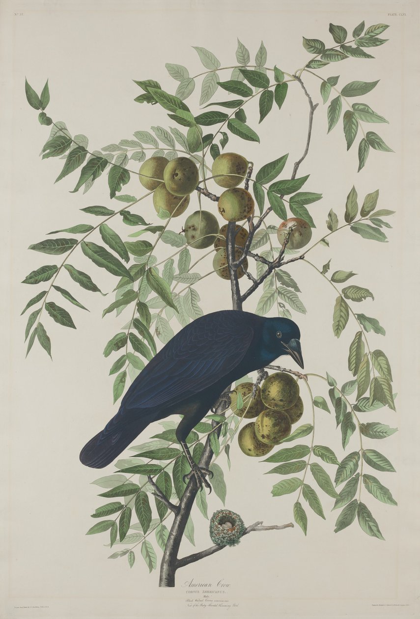 Amerikanische Krähe, 1833 von Robert Havell