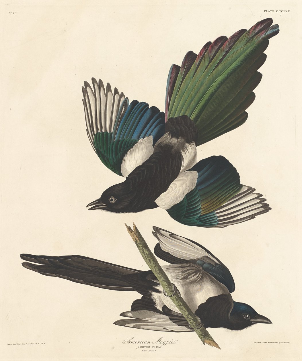 Amerikanische Elster, 1837 von Robert Havell