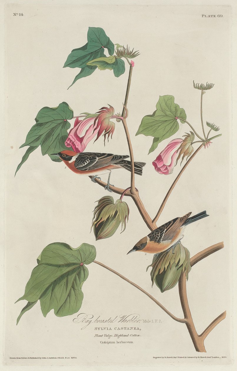 Bay-breasted Warbler (1829) von Robert Havell
