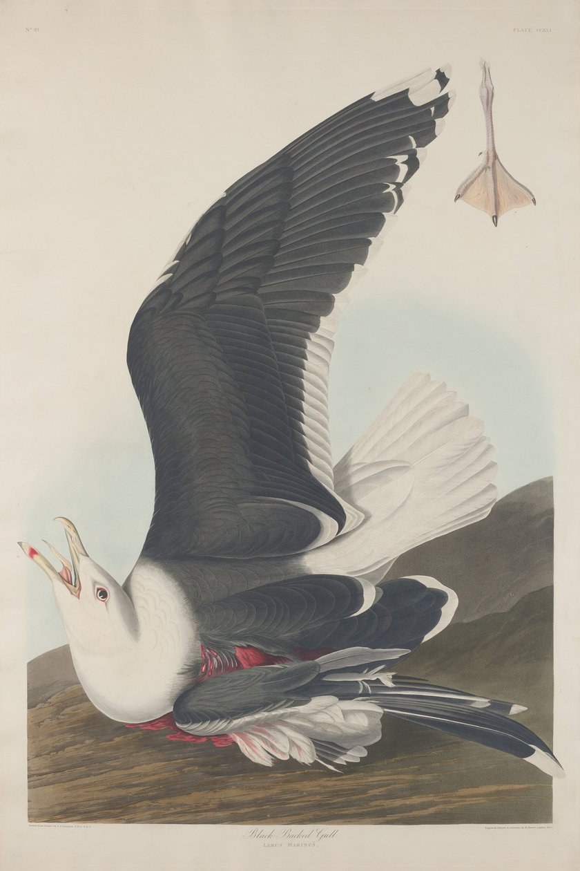 Mantelmöwe, 1835 von Robert Havell