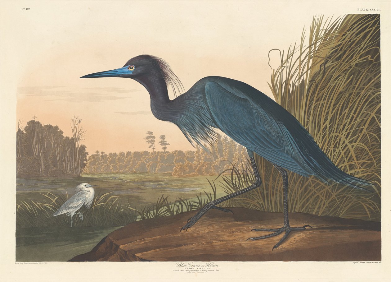 Blauer Kranich oder Reiher, 1836 von Robert Havell